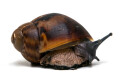 Archachatina marginata marginata Cameroon type 2 juvenil